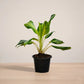 Potted plant on a wooden surface with a plain background