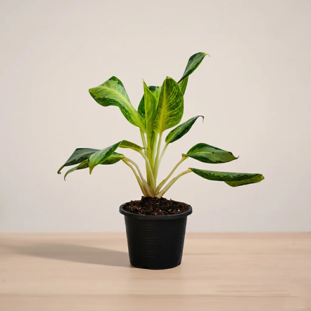 Potted plant on a wooden surface with a plain background