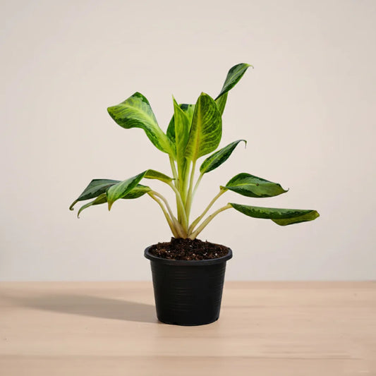 Potted plant on a wooden surface with a plain background
