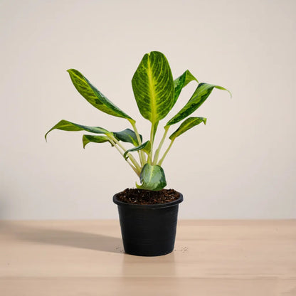 Potted plant with green leaves on a wooden surface and beige background
