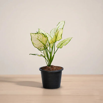 Potted plant with green leaves on a wooden surface and beige background