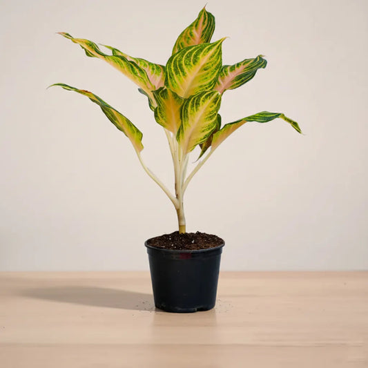 Aglaonema-super-red-anjamini_plantmart