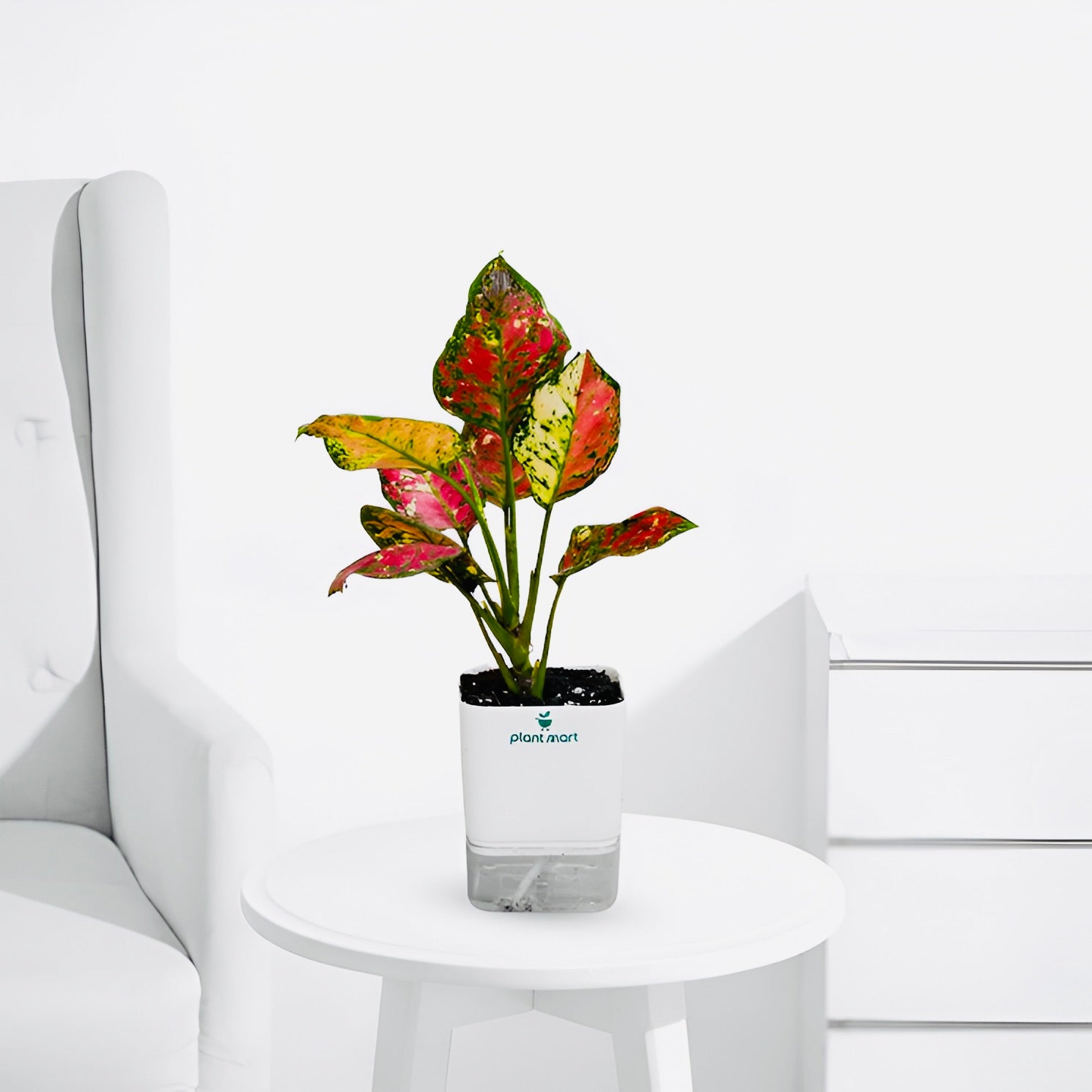 Aglaonema Red Valentine – Vibrant Indoor Houseplant - PlantMart.pk