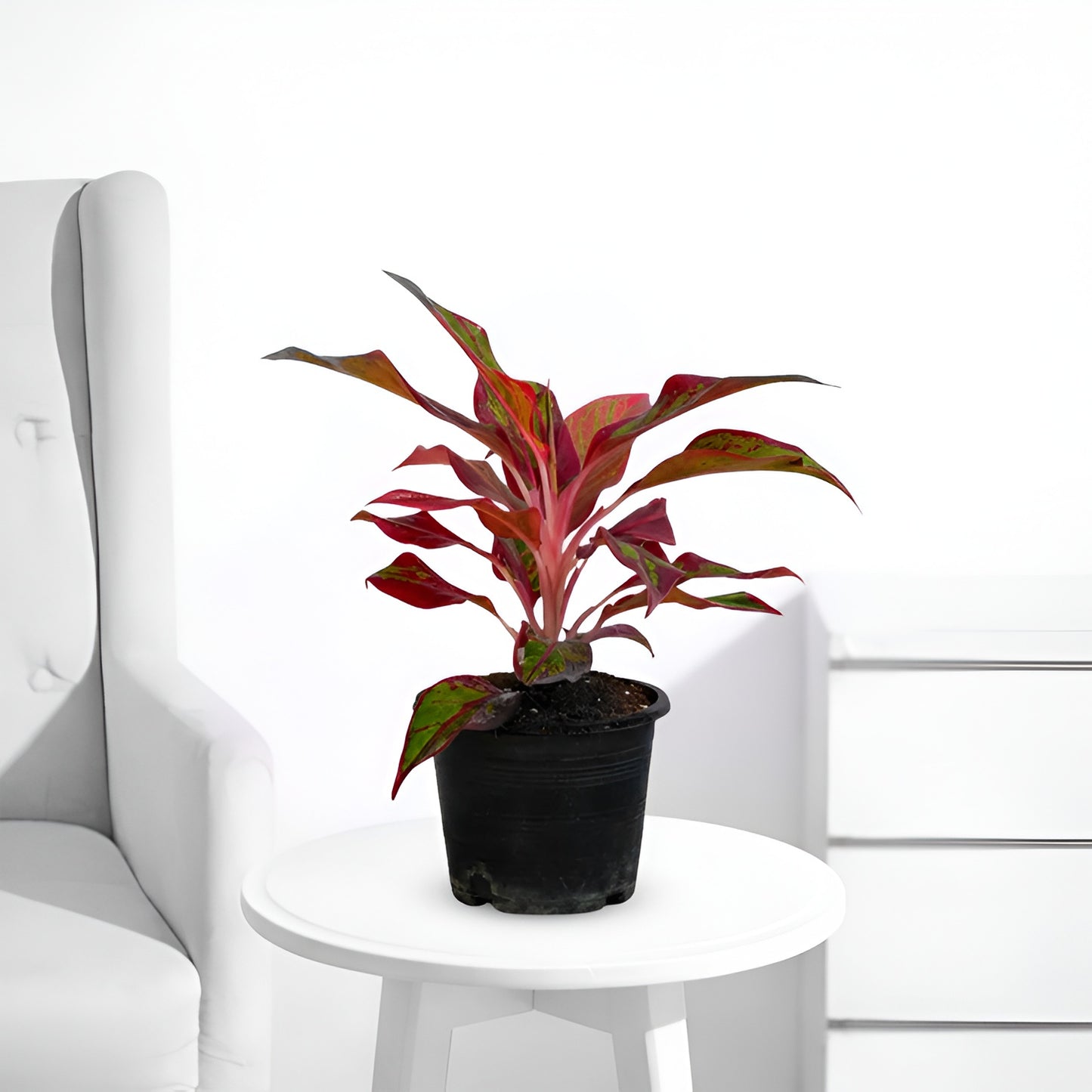 Aglaonema Lipstick – Stylish Red Indoor Plant - PlantMart.pk