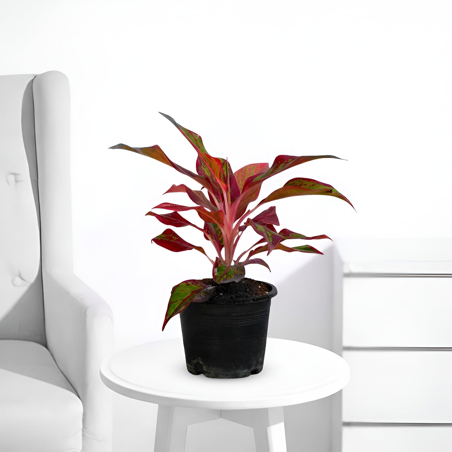 Aglaonema Lipstick – Stylish Red Indoor Plant - PlantMart.pk