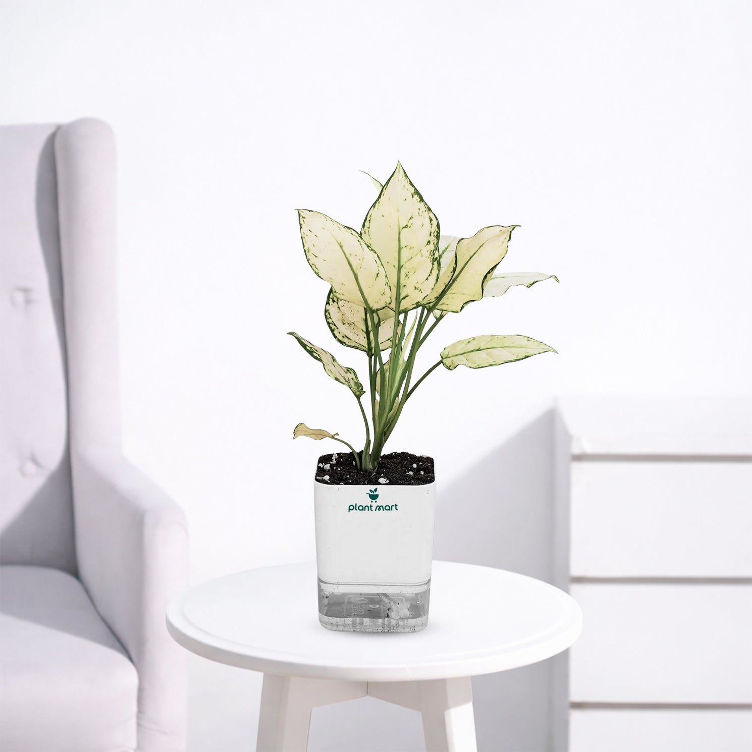 Aglaonema Snow White – Elegant White Indoor Plant - PlantMart.pk