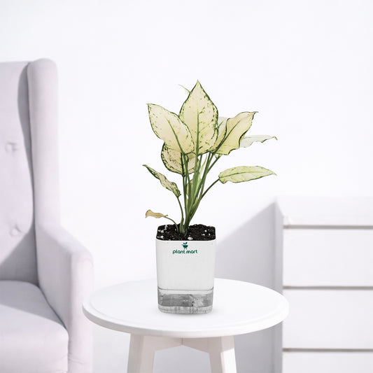 Aglaonema Snow White – Elegant White Indoor Plant - PlantMart.pk