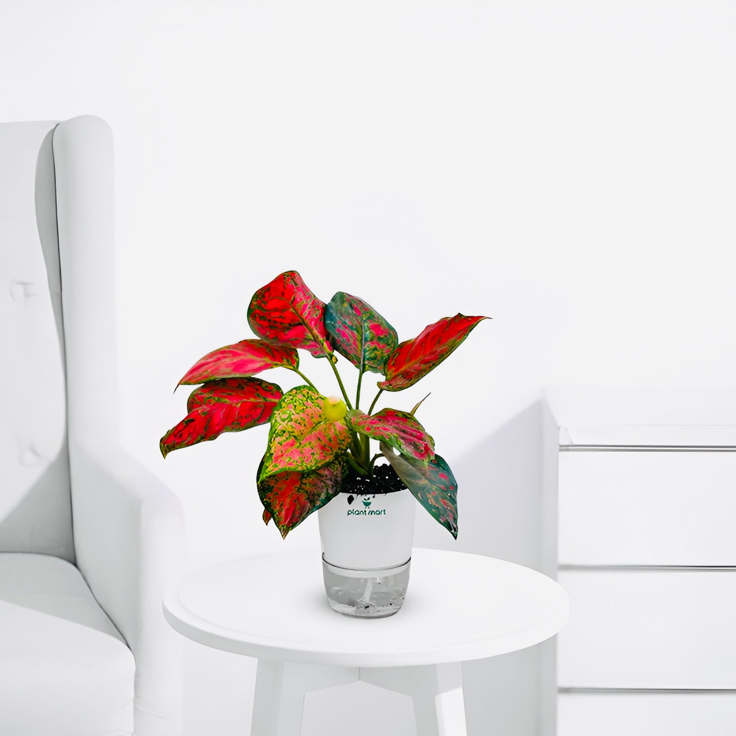 Aglaonema Pink Dalmatian – Charming Indoor Plant - PlantMart.pk