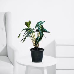 Alocasia Hybrid – Bold Indoor Decorative Plant