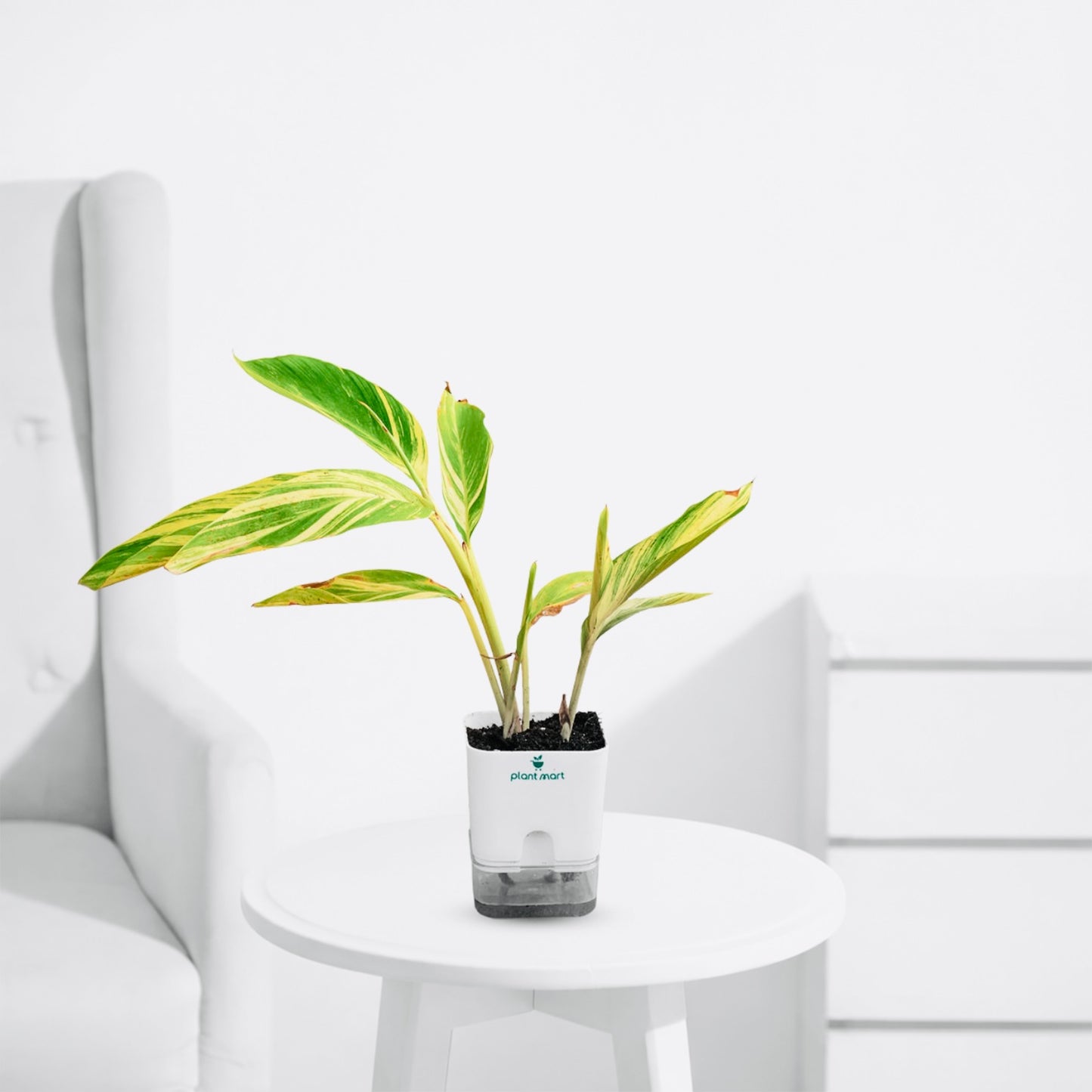 Alpinia Variegata – Variegated Ginger Indoor Plant - PlantMart.pk