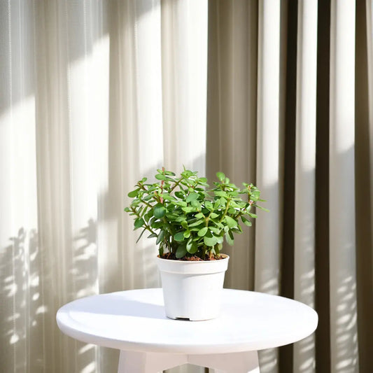 Buy Jade Plant (Elephant Bush, Portulacaria afra) – Indoor Succulent in Pakistan - PlantMart.pk