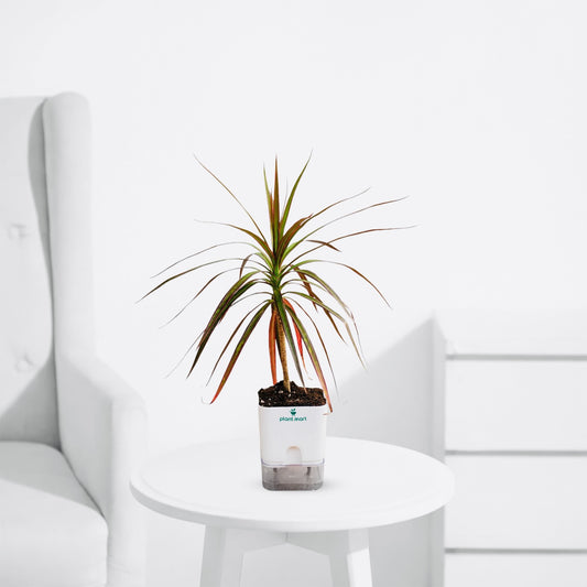 Dracaena Bicolor – Red Edge Indoor Dragon Tree - PlantMart.pk