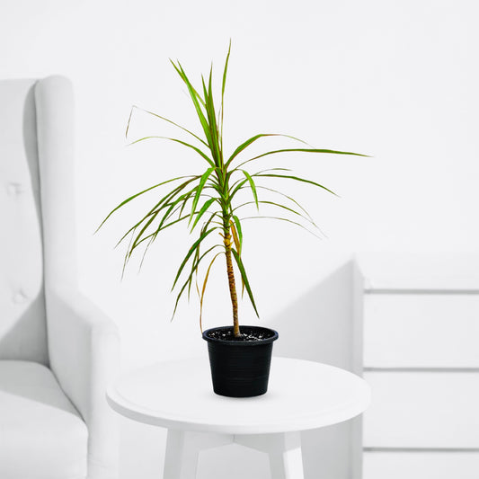 Dracaena Pure Green – Classic Indoor Dragon Tree - PlantMart.pk