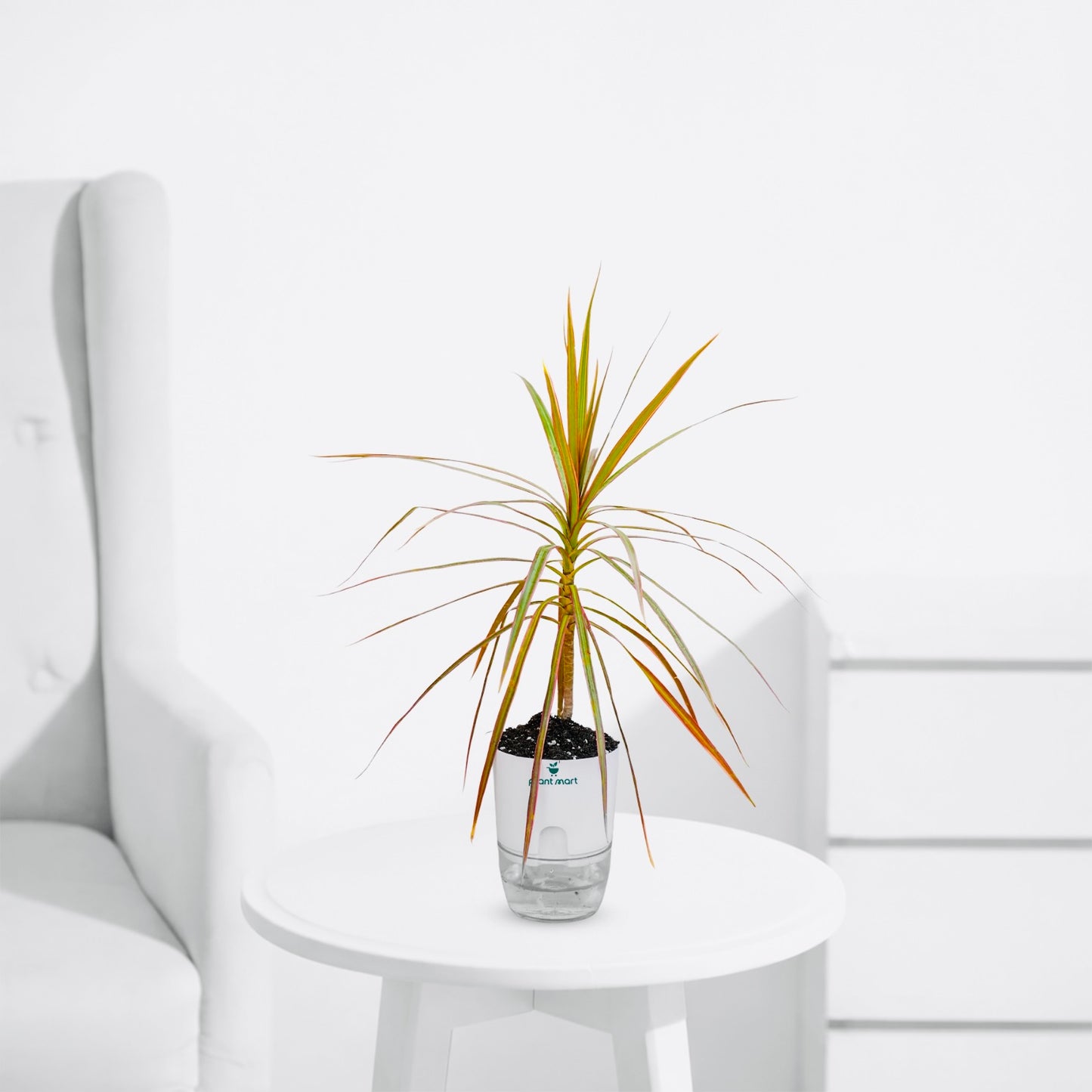 Dracaena Tricolor – Rainbow Indoor Dragon Tree - PlantMart.pk