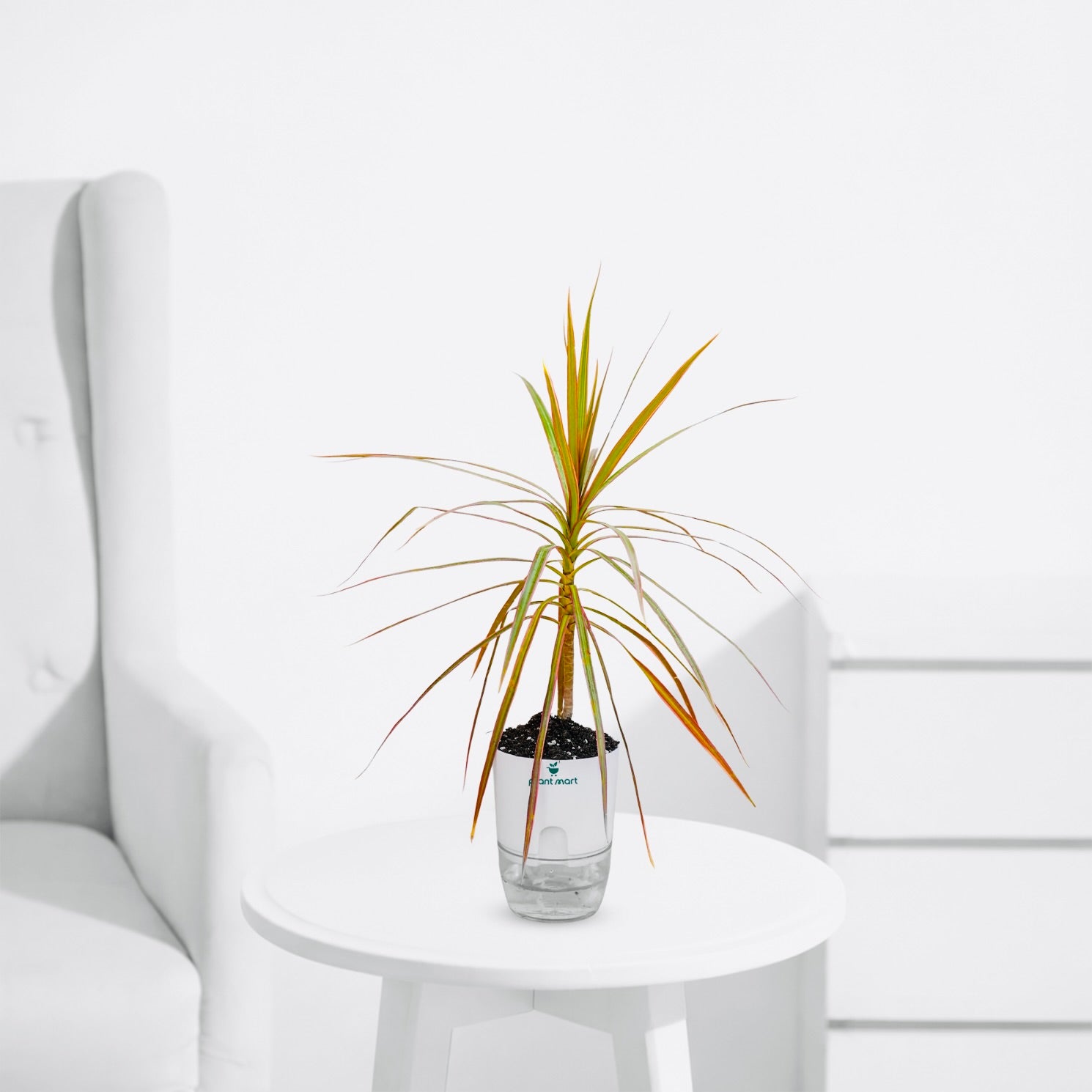 Dracaena Tricolor – Rainbow Indoor Dragon Tree - PlantMart.pk