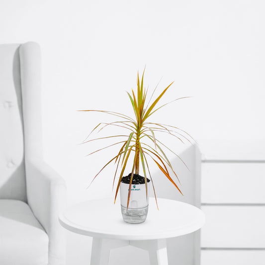 Dracaena Tricolor – Rainbow Indoor Dragon Tree - PlantMart.pk