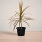 Potted plant with long green leaves on a neutral background