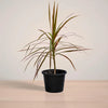 Potted plant with long green leaves on a neutral background