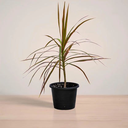 Potted plant with long green leaves on a neutral background