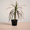 Potted plant on a reflective surface with a neutral background
