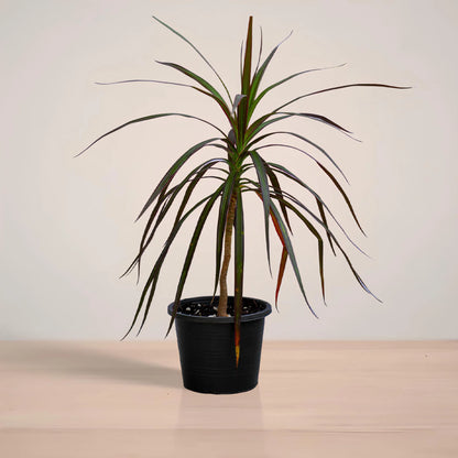 Potted plant on a reflective surface with a neutral background
