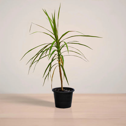 Potted plant on a reflective surface with a neutral background