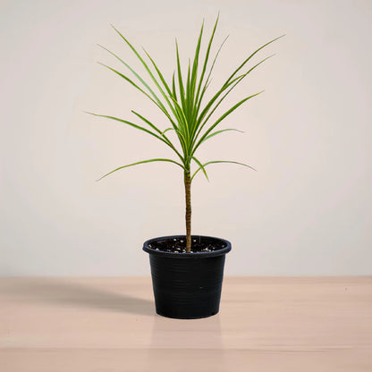 Dracaena Magenta – Red Colorama Indoor Plant