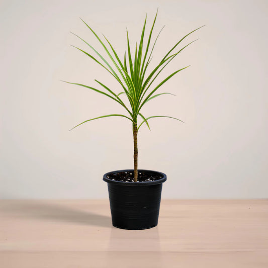 Dracaena Marginata Magenta - Red Colorama