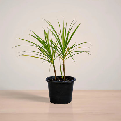 Potted plant on a neutral background