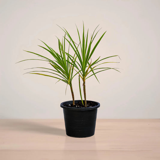 Potted plant on a neutral background