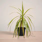 Potted plant with long green leaves on a neutral background