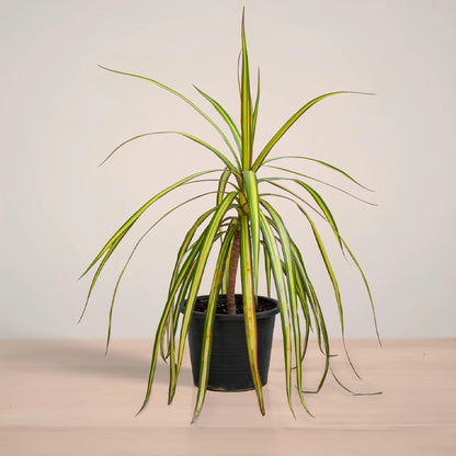 Potted plant with long green leaves on a neutral background
