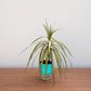 Potted plant with long green leaves on a wooden surface against a light gray background