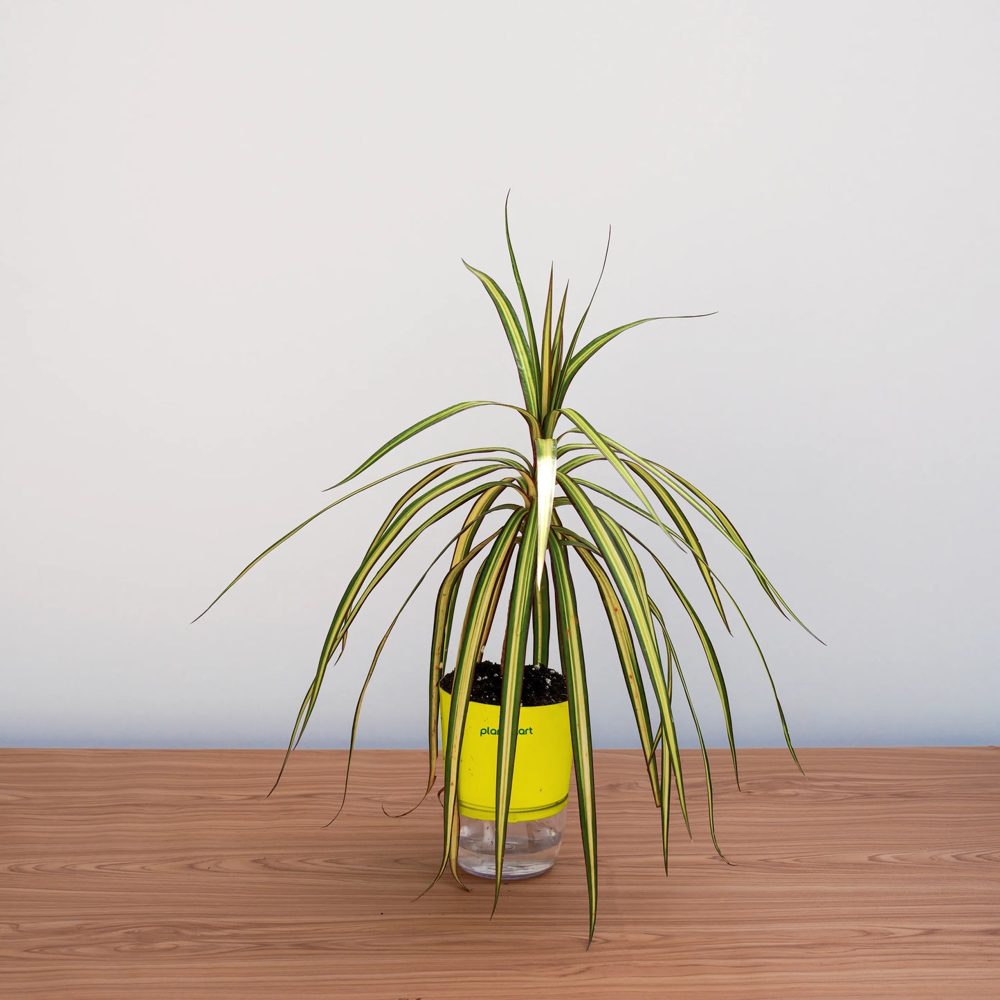 Potted plant with a yellow container on a wooden surface against a light gray background