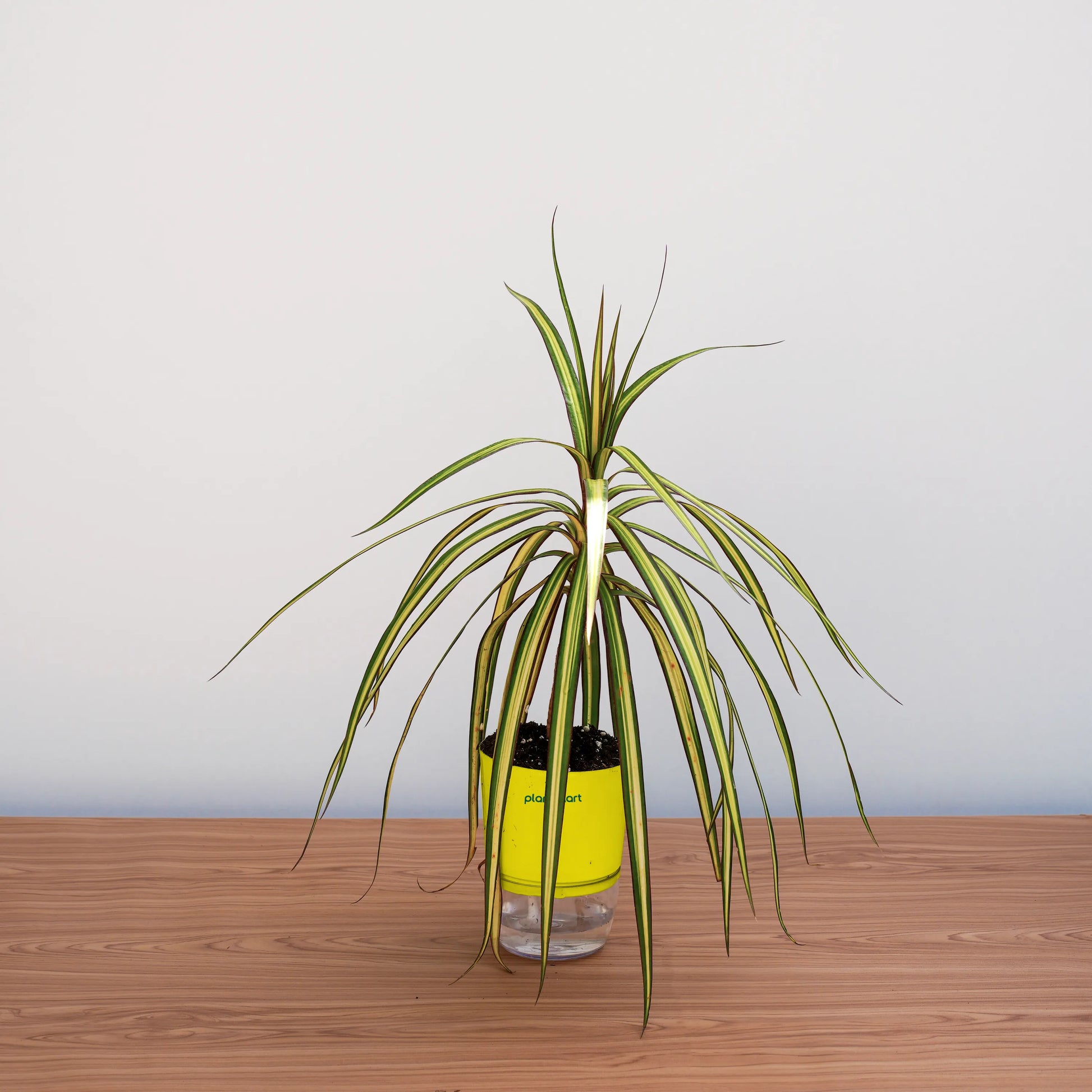 Potted plant with a yellow container on a wooden surface against a light gray background