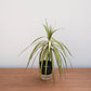 Potted plant on a wooden surface with a plain background
