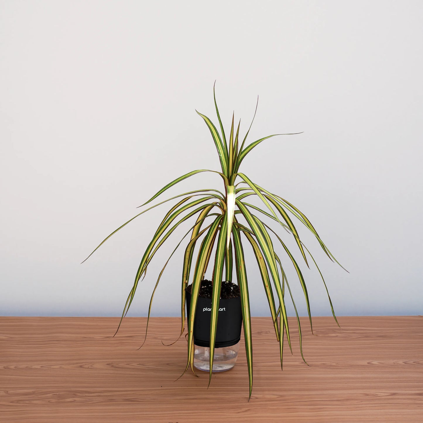 Potted plant on a wooden surface with a plain background