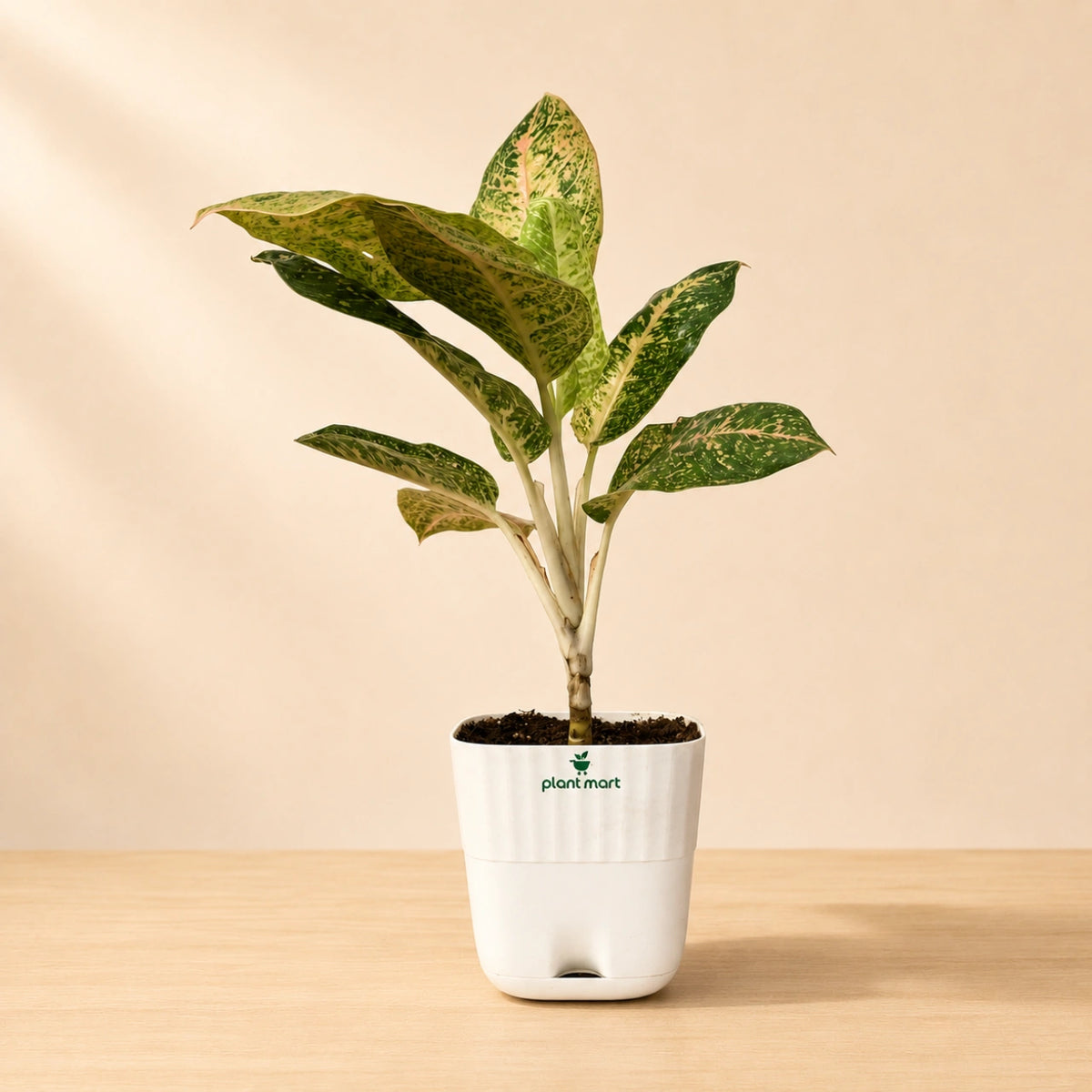 Aglaonema Pink Lady Large