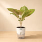 Aglaonema Golden Siam Large