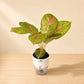 Aglaonema Golden Siam Large