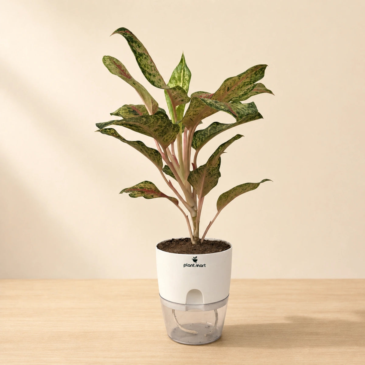 Aglaonema Red Siam/Gold Large