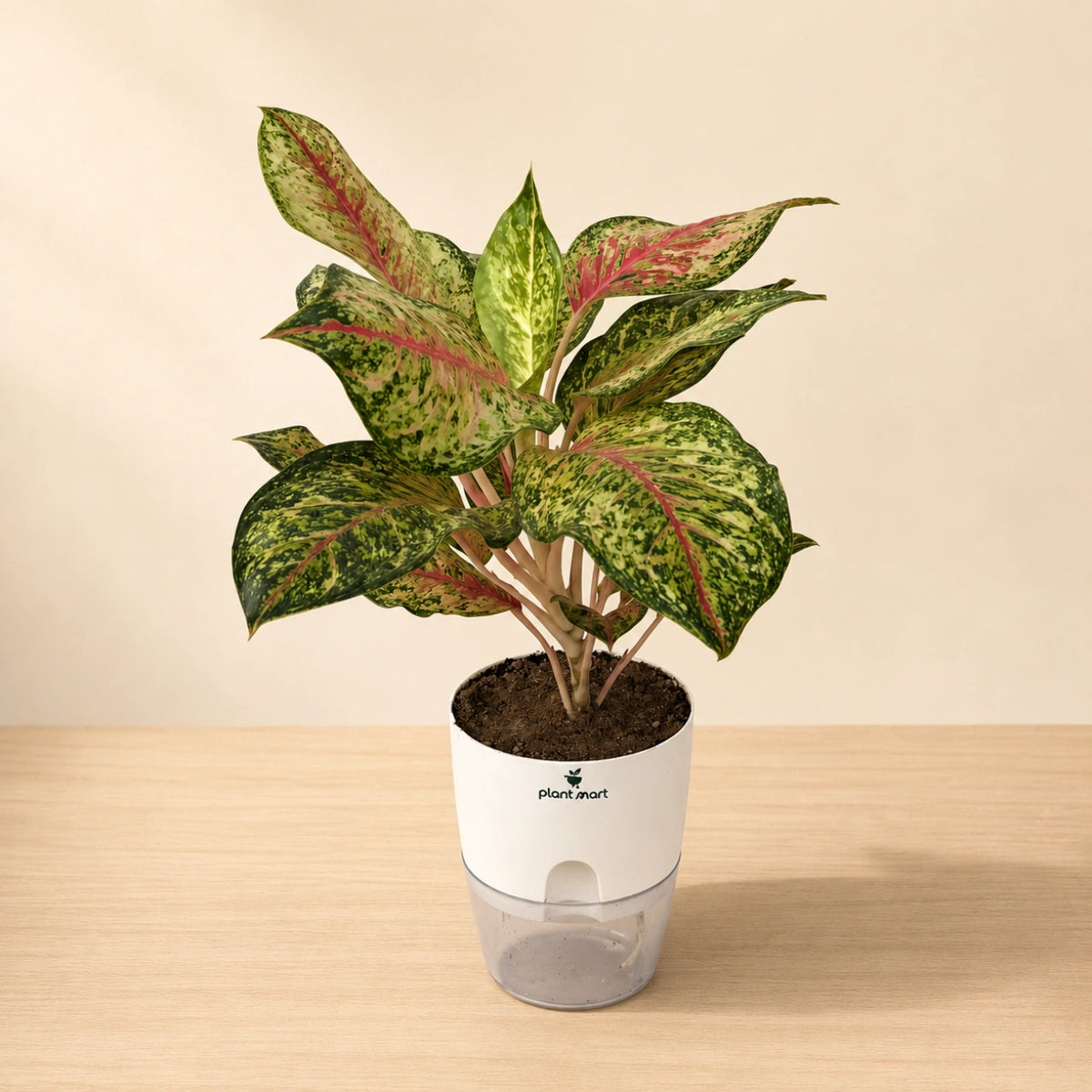 Aglaonema Red Siam/Gold Large