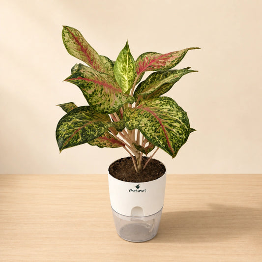 Aglaonema Red Siam/Gold Large