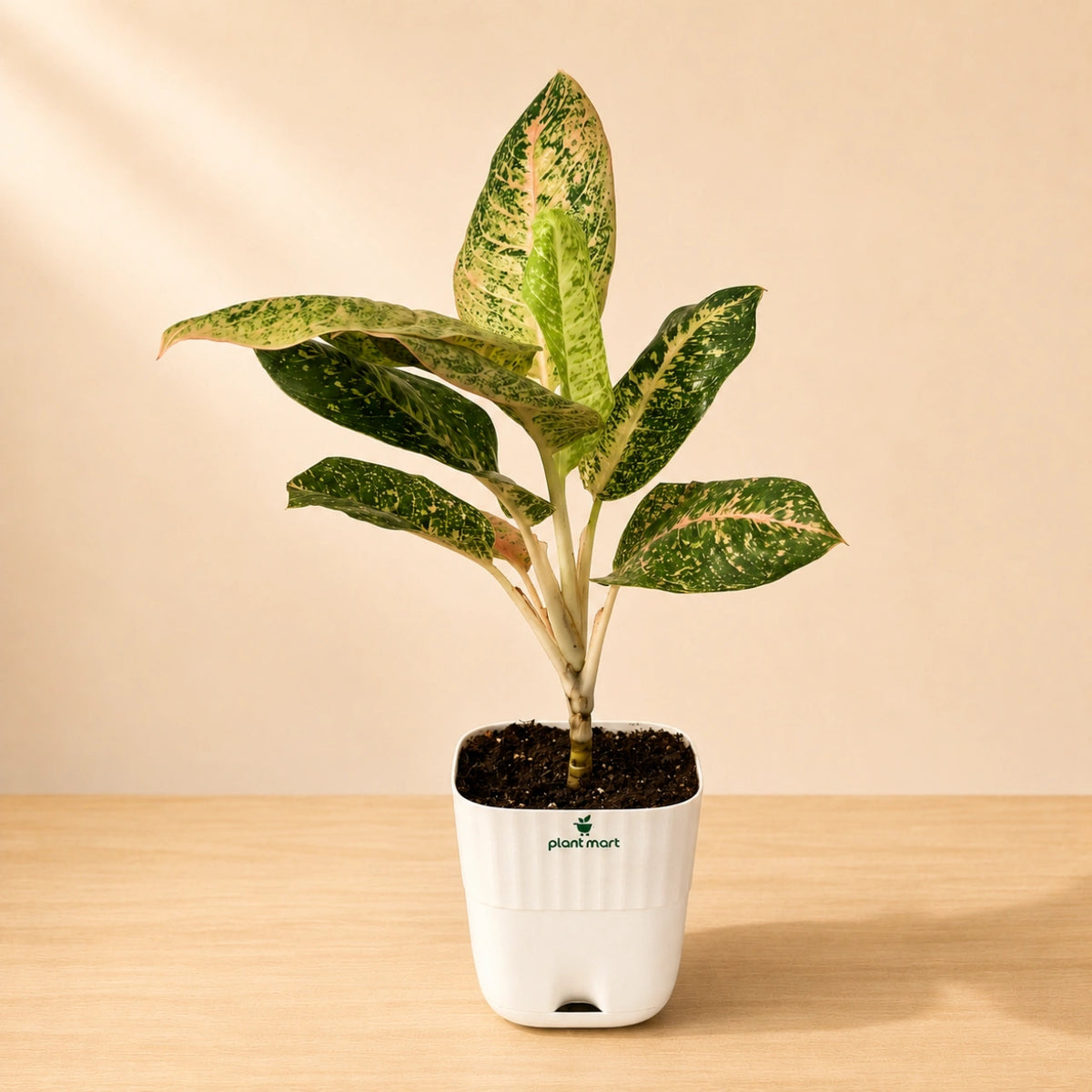Aglaonema Pink Lady Large