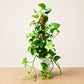 Giant Money Plant on Moss Pole - PlantMart.pk
