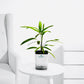 Lady Palm – Elegant Indoor Raphis Palm Plant - PlantMart.pk