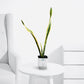 Snake Plant Black Gold Large– Premium Indoor Air Purifier - PlantMart.pk