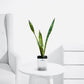 Snake Plant – Air Purifying Sansevieria for Indoors - PlantMart.pk