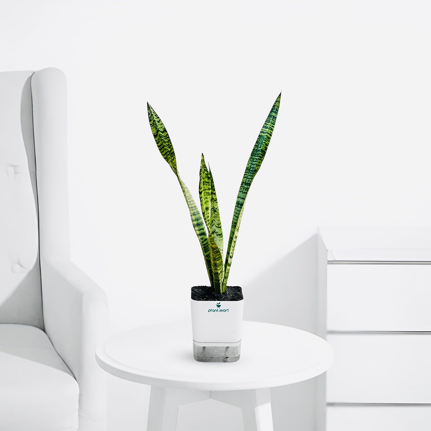 Snake Plant – Air Purifying Sansevieria for Indoors - PlantMart.pk