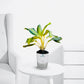Aglaonema Silver King – Classic Silver Indoor Plant - PlantMart.pk